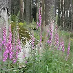 Harz Blick